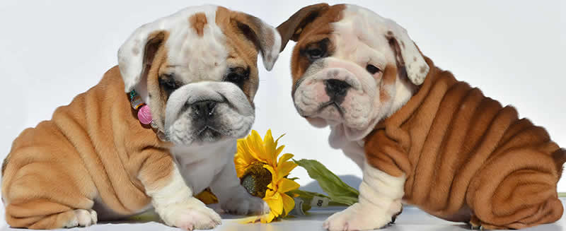 red and white english bulldog puppies for sale